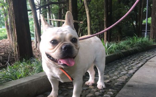 法斗聪明度排名