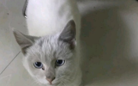 猫咪发烧有什么症状 猫咪发烧有什么症状