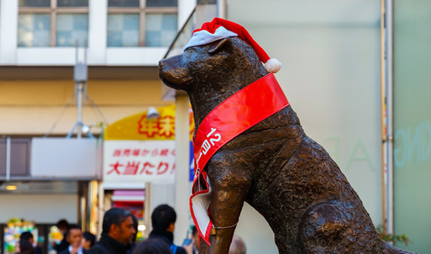 中华田园犬多少钱一只-中华田园犬一个月花费