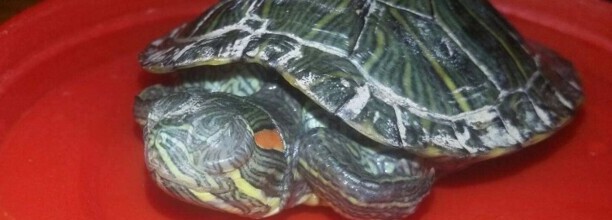 乌龟白眼病眼睛睁不开了