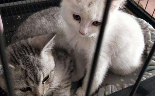 银点猫和渐层猫区别