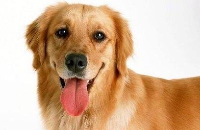宠物犬种类-狗狗名字大全吉祥好听的狗狗名字