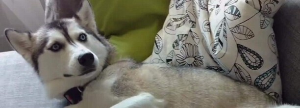 宠物狗狗经常吃鸡肝鸭肝容易得什么病