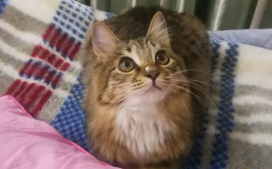 猫发腮的前兆