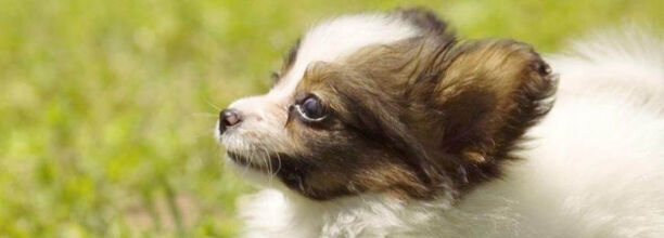 什么小型犬便宜可爱易养干净短毛性格老实
