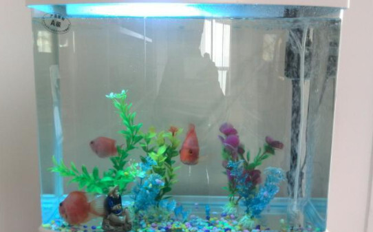 新手养鱼开缸及养水步骤