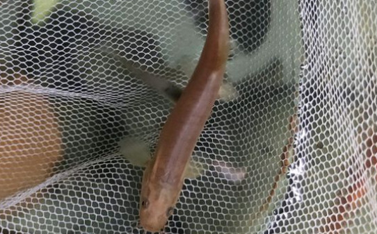 泥鳅都吃什么