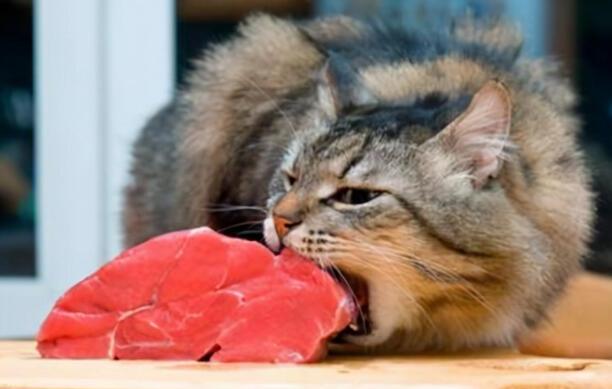 猫咪爱吃鱼它们会被鱼刺卡到吗-小猫会不会在吃鱼的时候被鱼刺卡到 猫咪爱吃鱼它们会被鱼刺卡到吗-小猫会不会在吃鱼的时候被鱼刺卡到