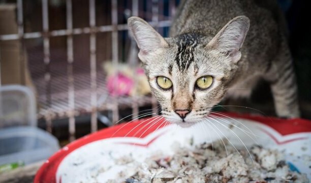 怎么分辨猫咪中毒-小猫不能吃的十种食物 怎么分辨猫咪中毒-小猫不能吃的十种食物