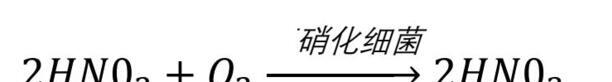 硝化细菌加多了会怎么样-硝化细菌作用