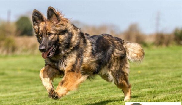 徐州市禁养犬名单2023新规定-徐州苍猊獒园有什么血系