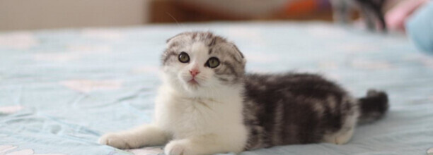 折耳猫为什么难养 折耳猫为什么难养