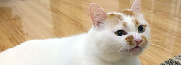 猫咪吐了没消化的猫粮是什么原因 猫咪吐了没消化的猫粮是什么原因