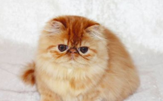 长毛猫都有哪些品种 长毛猫都有哪些品种