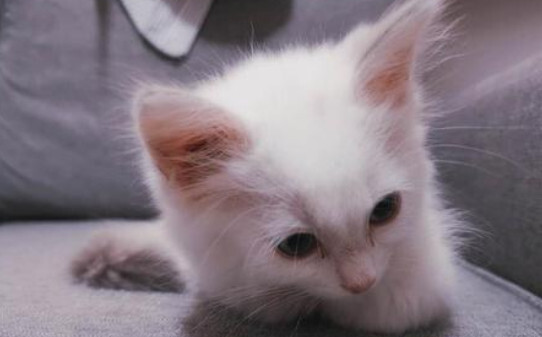 小区传染猫瘟多长时间能过去 小区传染猫瘟多长时间能过去