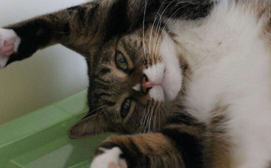 如何在猫砂里辨别猫咪是否拉稀