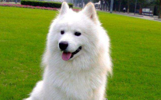 十大最干净最好养不掉毛的中型犬 十大最干净最好养不掉毛的中型犬