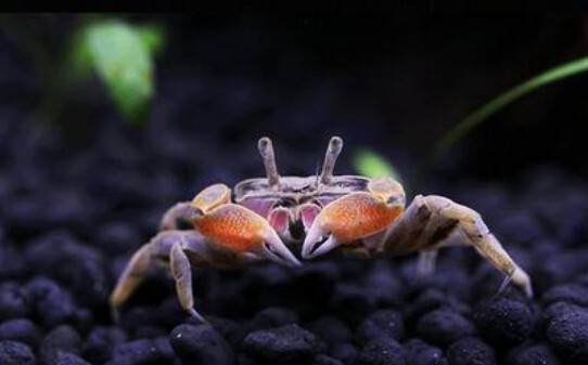 辣椒蟹新手入门饲养教程 辣椒蟹新手入门饲养教程