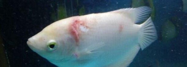 招财鱼红斑病怎么治 招财鱼红斑病怎么治