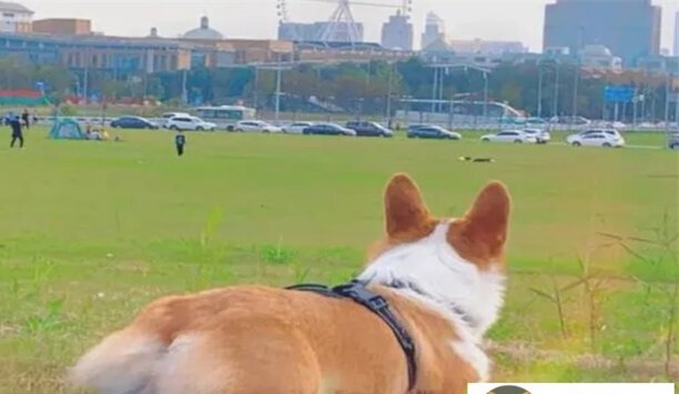 北京可以养柯基犬吗-柯基需要拔耳毛吗