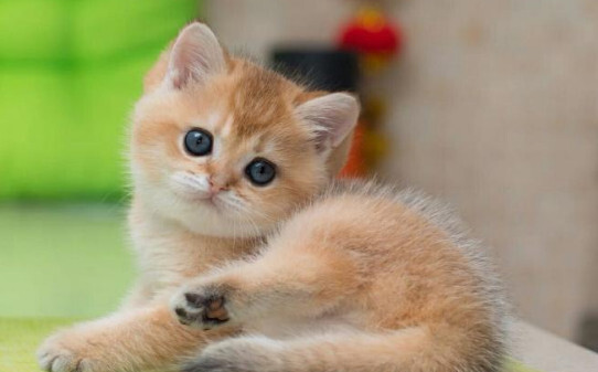 猫的眼是不是竖瞳