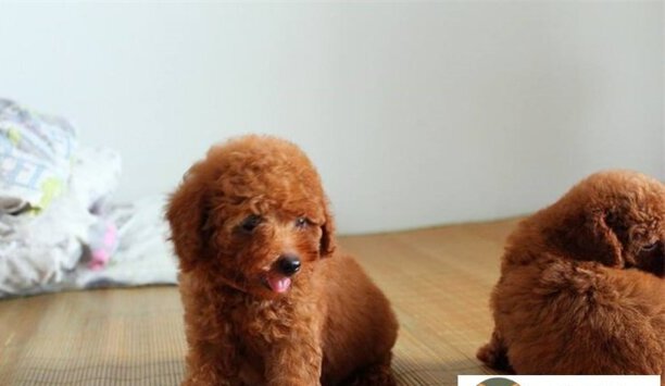 2023年泰迪价格一览表-泰迪犬价格多少
