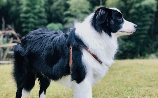 边境牧羊犬驯养方法 边境牧羊犬驯养方法