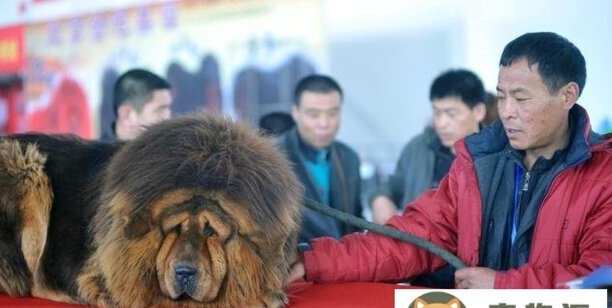 盘点世界上最凶猛的狗狗-什么品种狗最大最凶