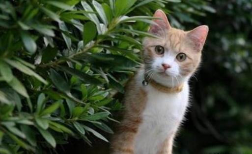 把猫咪送走它明白吗-猫被遗弃猫自己知道么