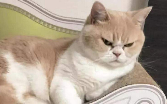 如果打了猫咪猫咪现在非常的害怕你怎么样才可以让它重新和好