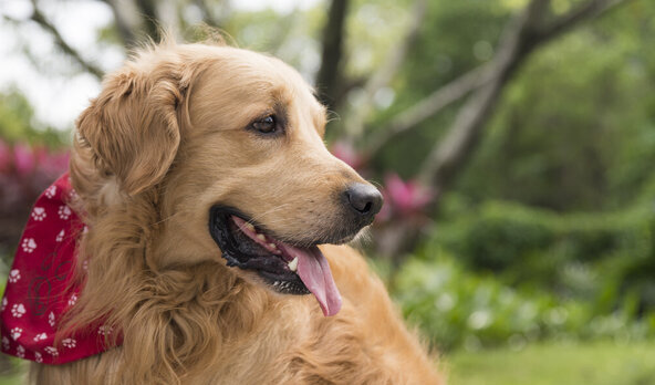 十大家养宠物犬排行榜-家庭宠物排行榜前十名