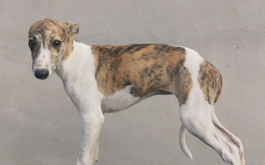9个月的比特犬还能长吗