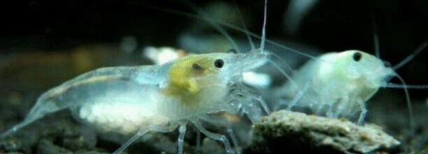 自来水养虾最佳方法