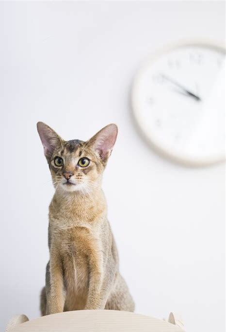 什么是埃及猫,埃及猫的习性特征与喂养等介绍