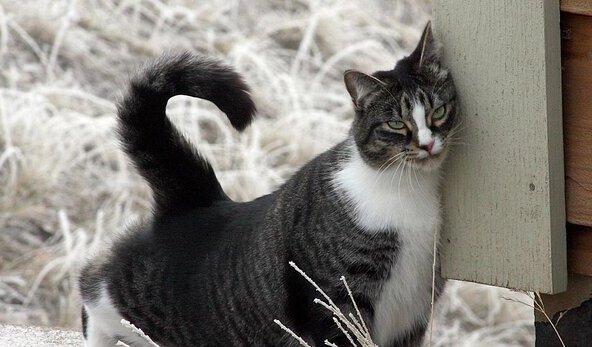 美短虎斑猫多少钱一只-美短虎斑850卖得贵吗