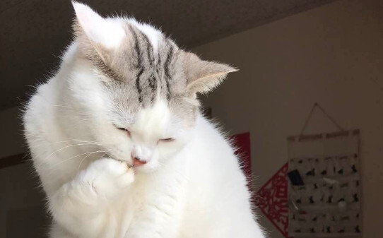 猫猫可以吃米饭吗