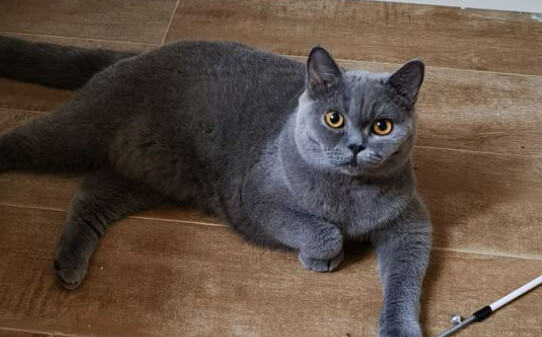 蓝猫什么时候开始粘人