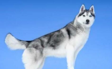 世界100禁养猛犬排行榜:排行前十的禁养犬类有哪些