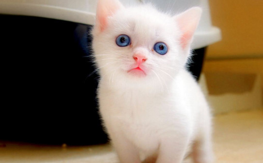 猫咪多大可以绝育
