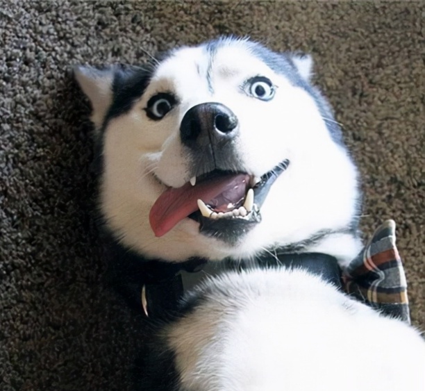十大适合家养的大型犬-养只大型犬什么犬又听话又有灵性还护主