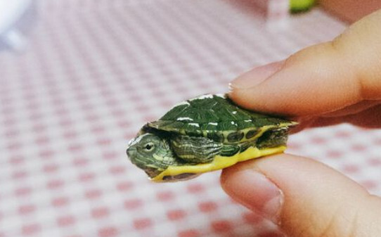 沙鳖和甲鱼哪个贵