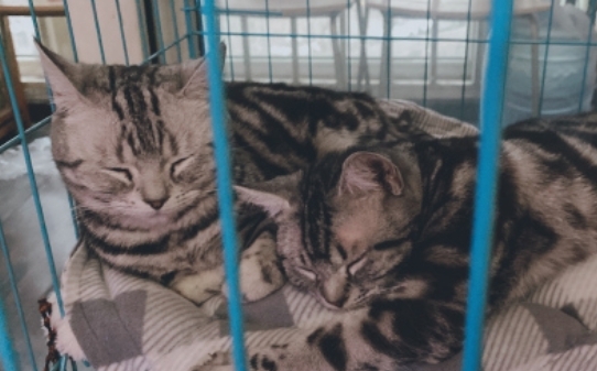 猫的阴阳之分是指什么，如果猫是阳性又该怎么办