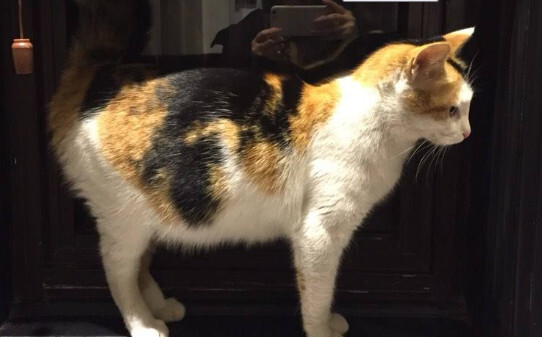 猫咪怀孕一个星期有什么特征 猫咪怀孕一个星期有什么特征