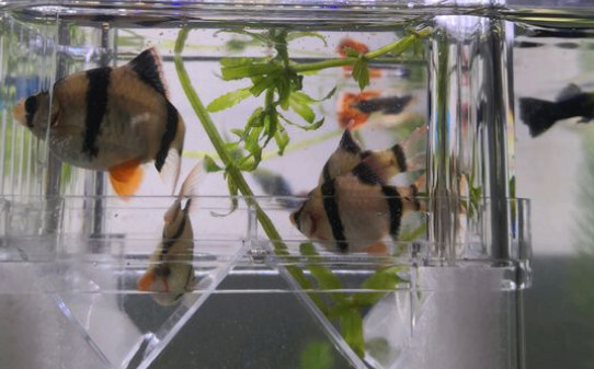 和虎皮鱼混养的最佳鱼种