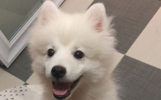 博美犬和比熊犬哪个好养理由 博美犬和比熊犬哪个好养理由