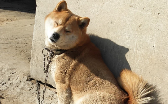 狗狗子宫蓄脓晚期临死前症状