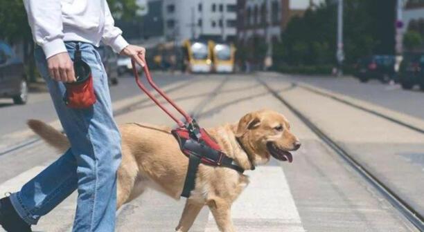 国内导盲犬多少钱一只-一只合格导盲犬多贵