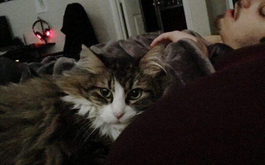 养了一个月的野猫能一起睡吗