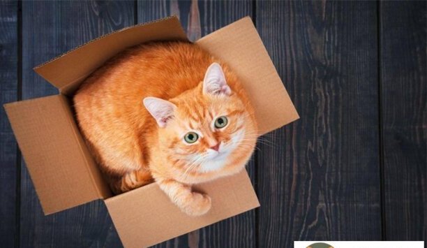 好家猫-家猫常见的8个品种
