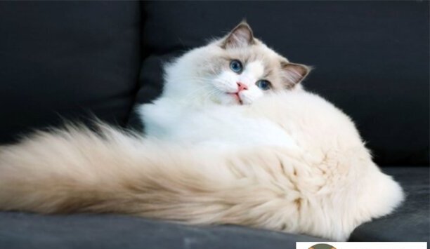 布偶猫适合吃的猫粮牌子有哪些-什么牌子猫粮最好最健康